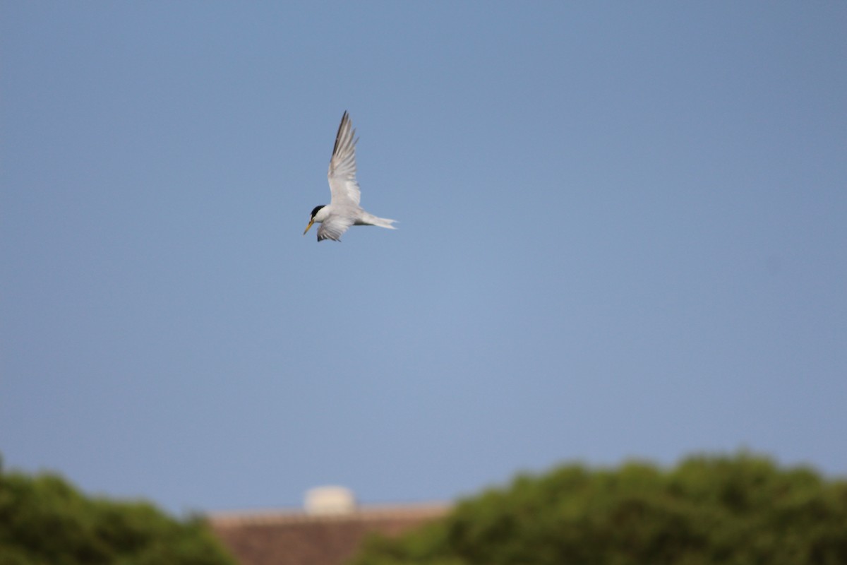 Little Tern - ML77533321