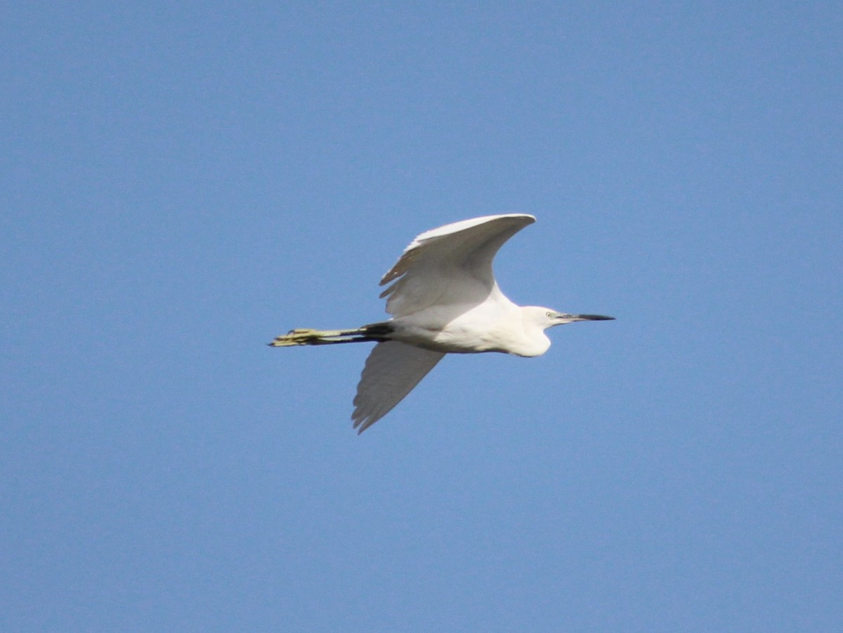 Little Egret - ML77533351