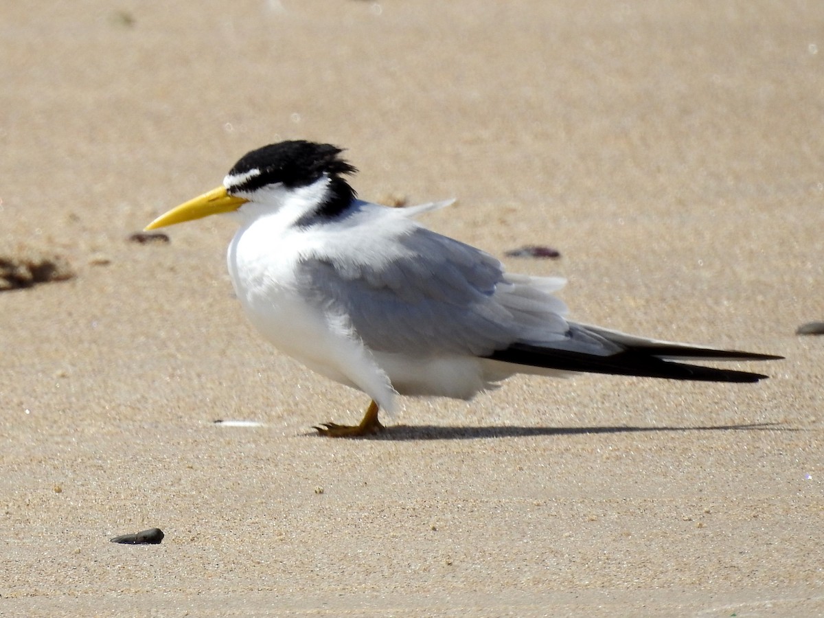 Yellow-billed Tern - ML77533781