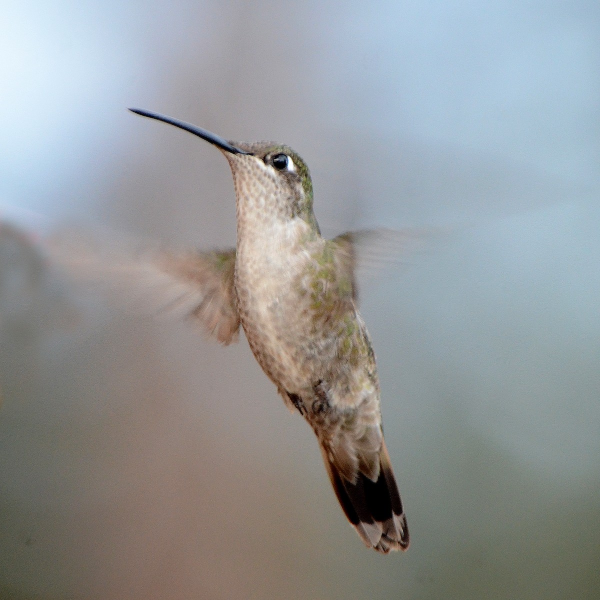 kolibřík skvostný - ML77533851