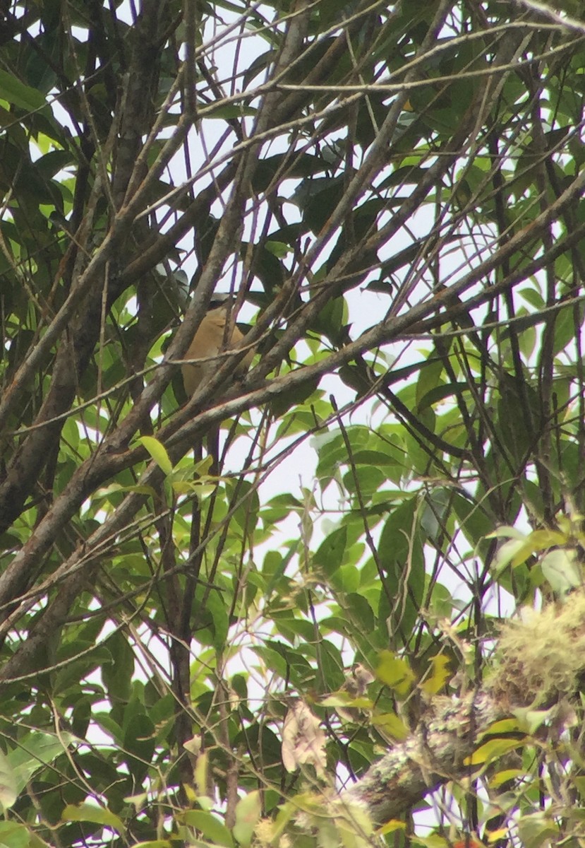 Brown Shrike (Philippine) - ML77534031