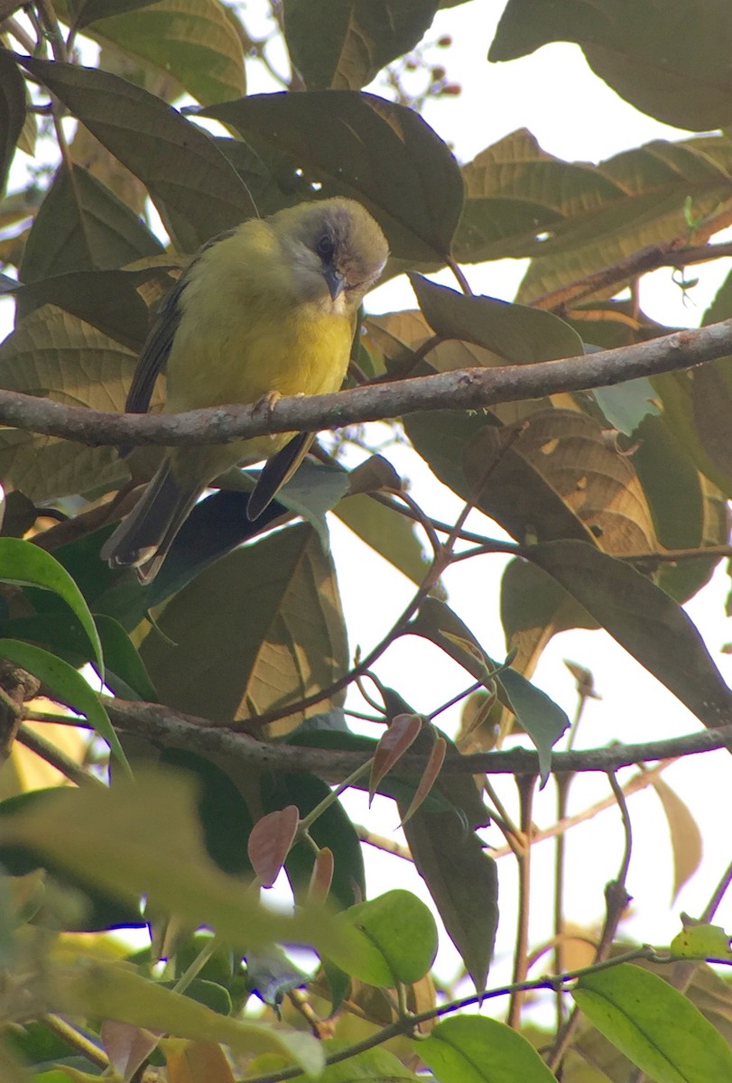 Mindanao White-eye - Martin Kennewell