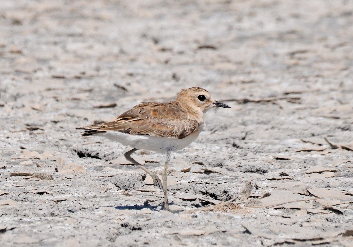 Mountain Plover - ML77534621