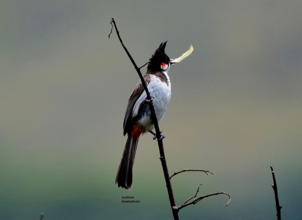 Red-whiskered Bulbul - ML77535151