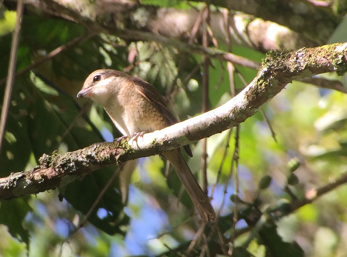 Brown Shrike - ML77535361