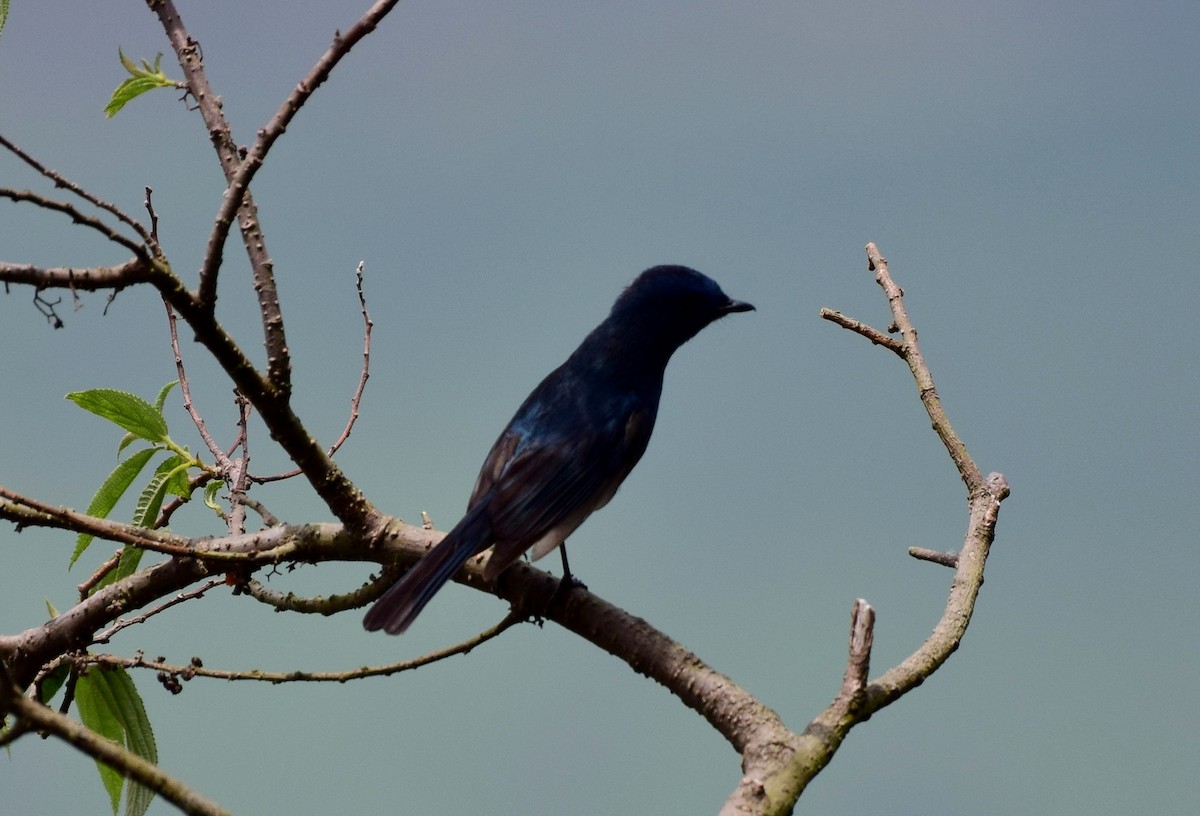 White-bellied Blue Flycatcher - ML77535741