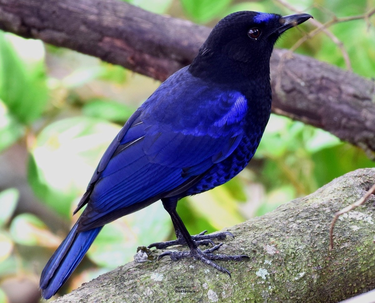 Малабарская синяя птица - ML77535811