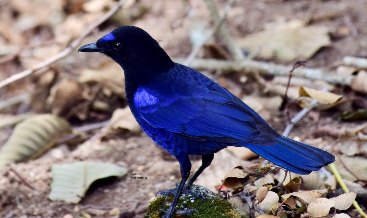 Малабарская синяя птица - ML77535831