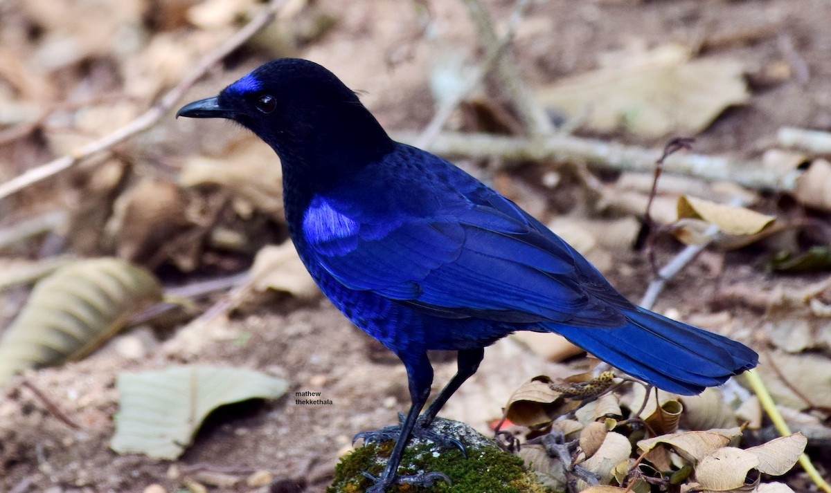 Malabar Whistling-Thrush - ML77535831