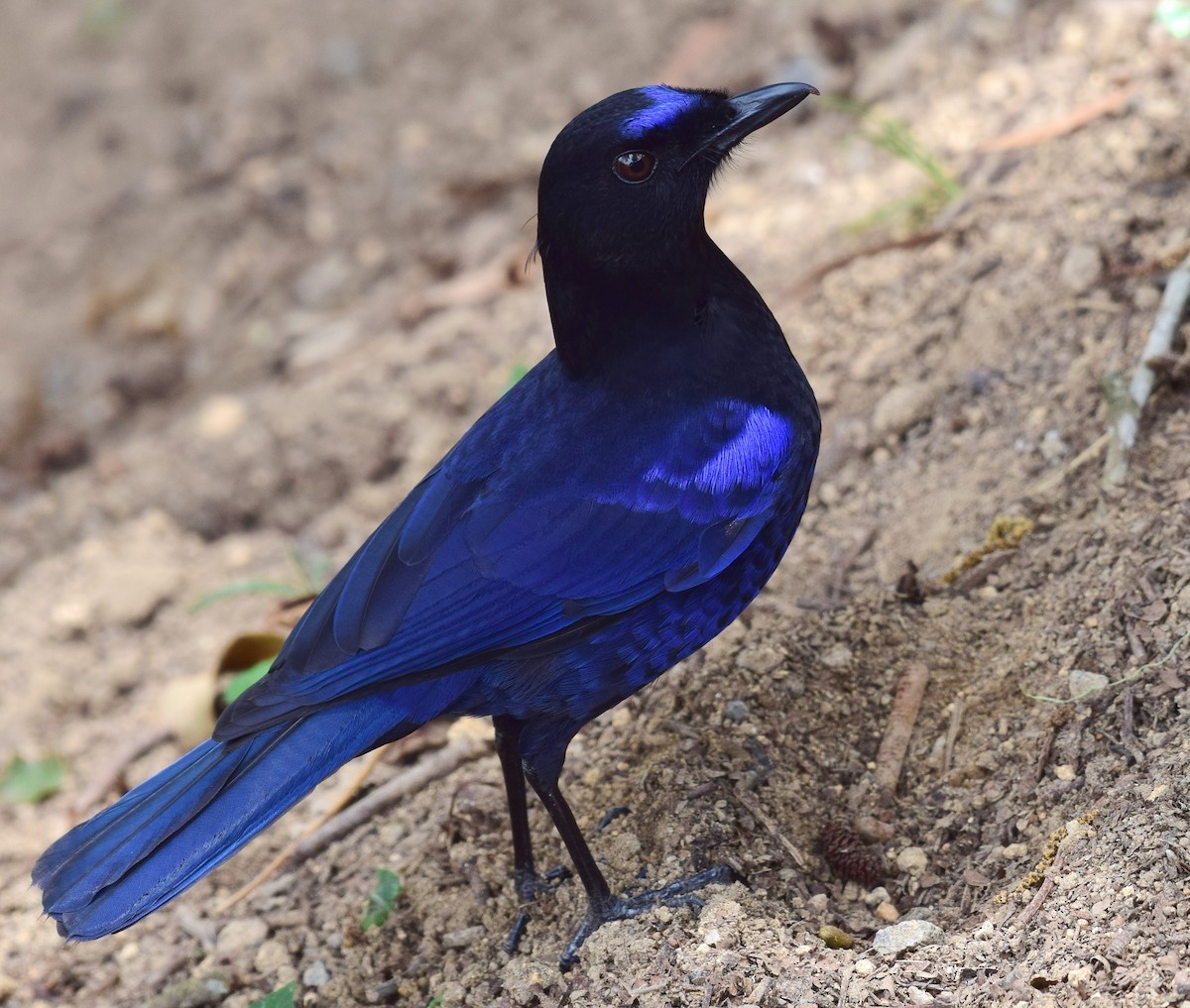 Малабарская синяя птица - ML77535931