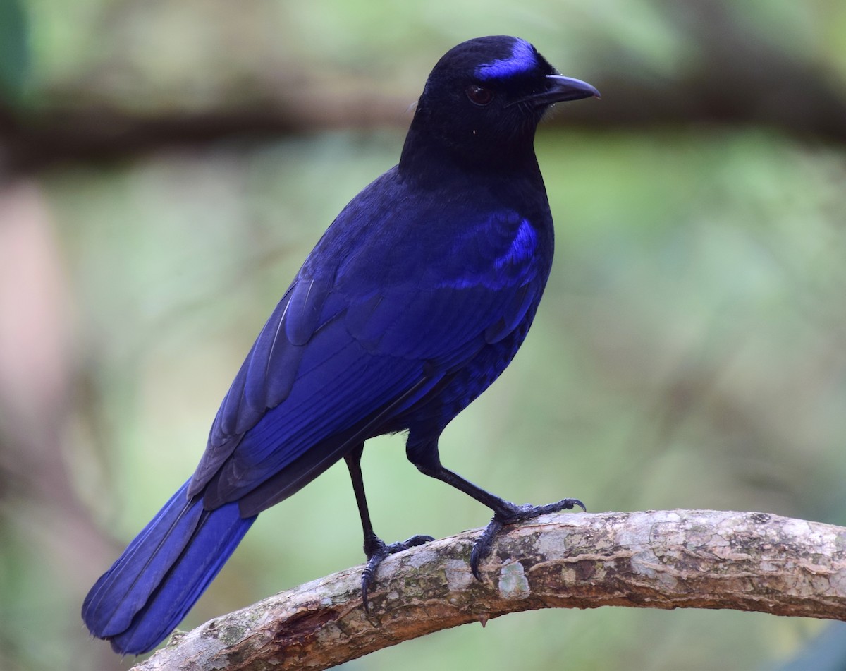 Malabar Whistling-Thrush - ML77535961