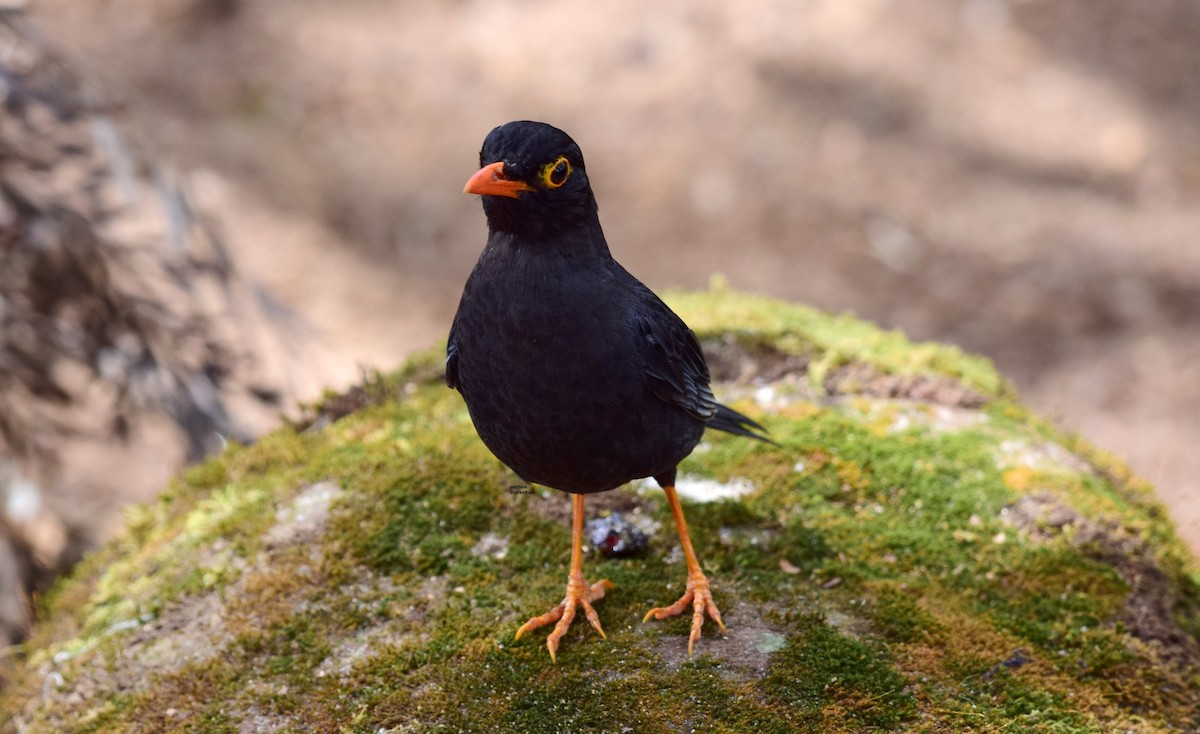 Indian Blackbird - mathew thekkethala