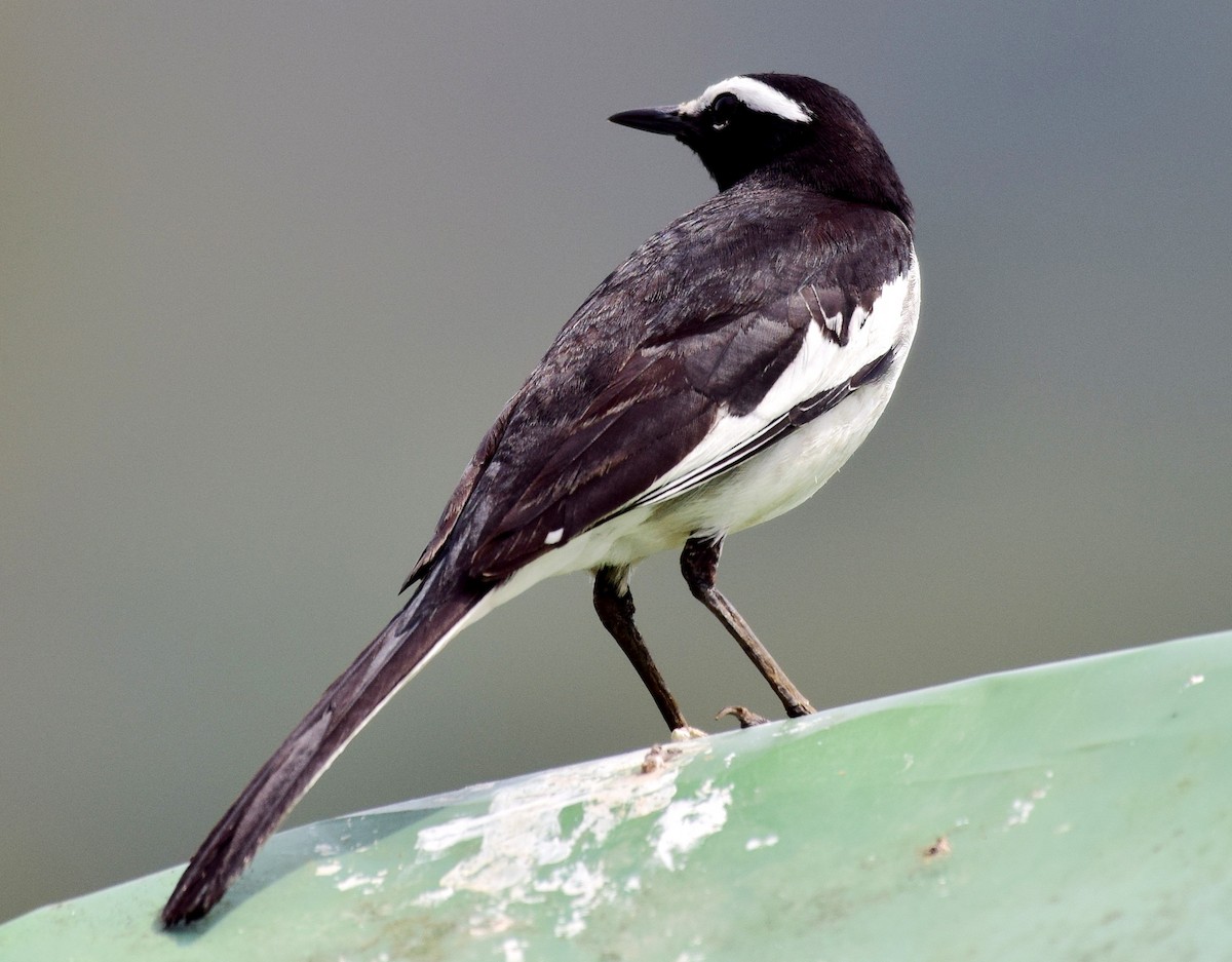 White-browed Wagtail - mathew thekkethala