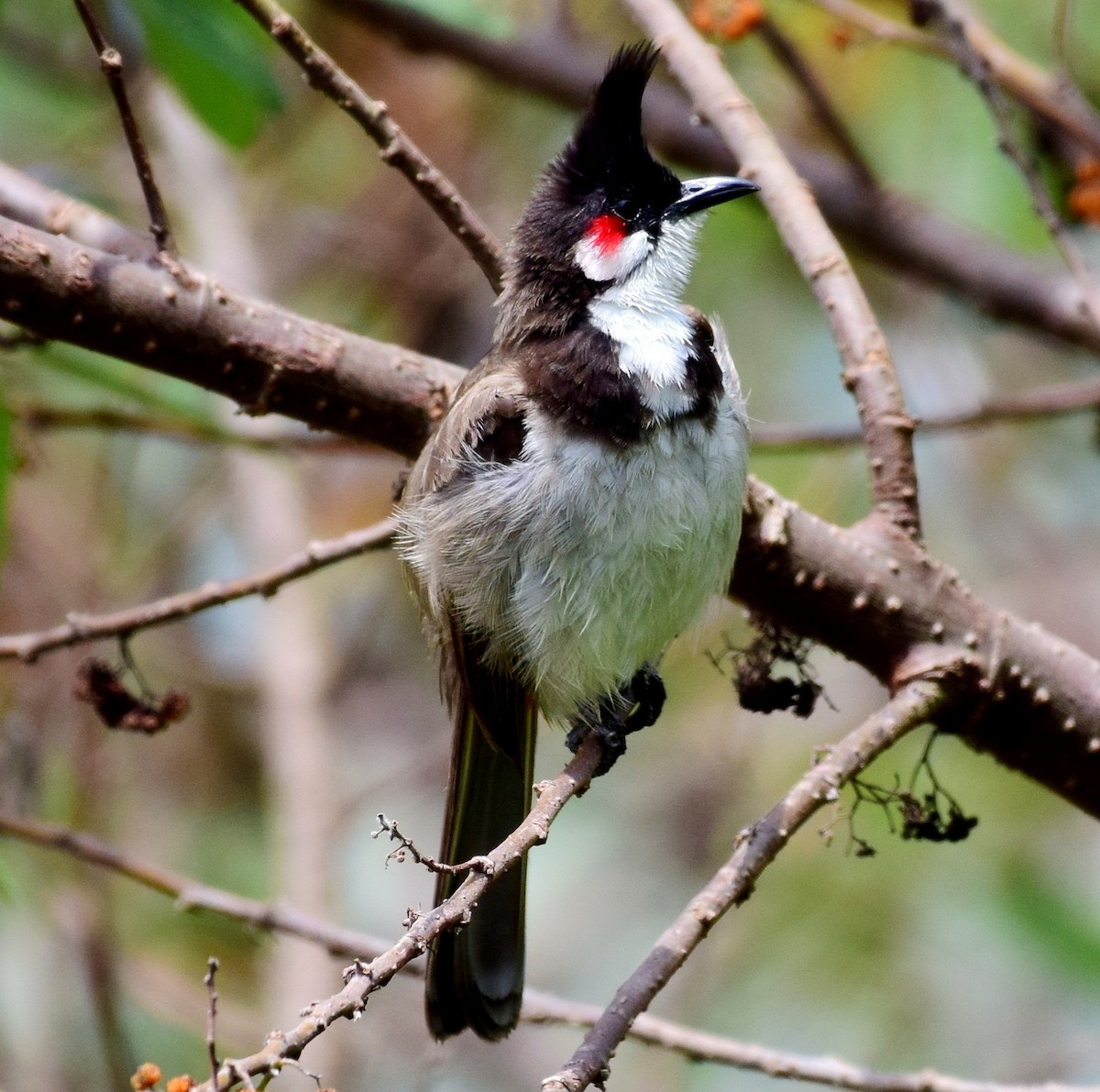 Red-whiskered Bulbul - ML77536281