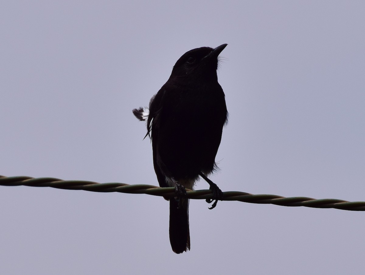 Pied Bushchat - ML77536581