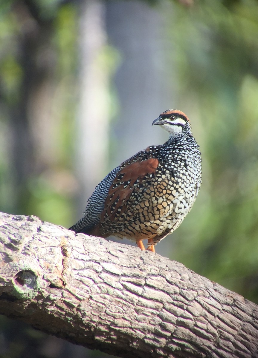 Chinese Francolin - Martin Kennewell