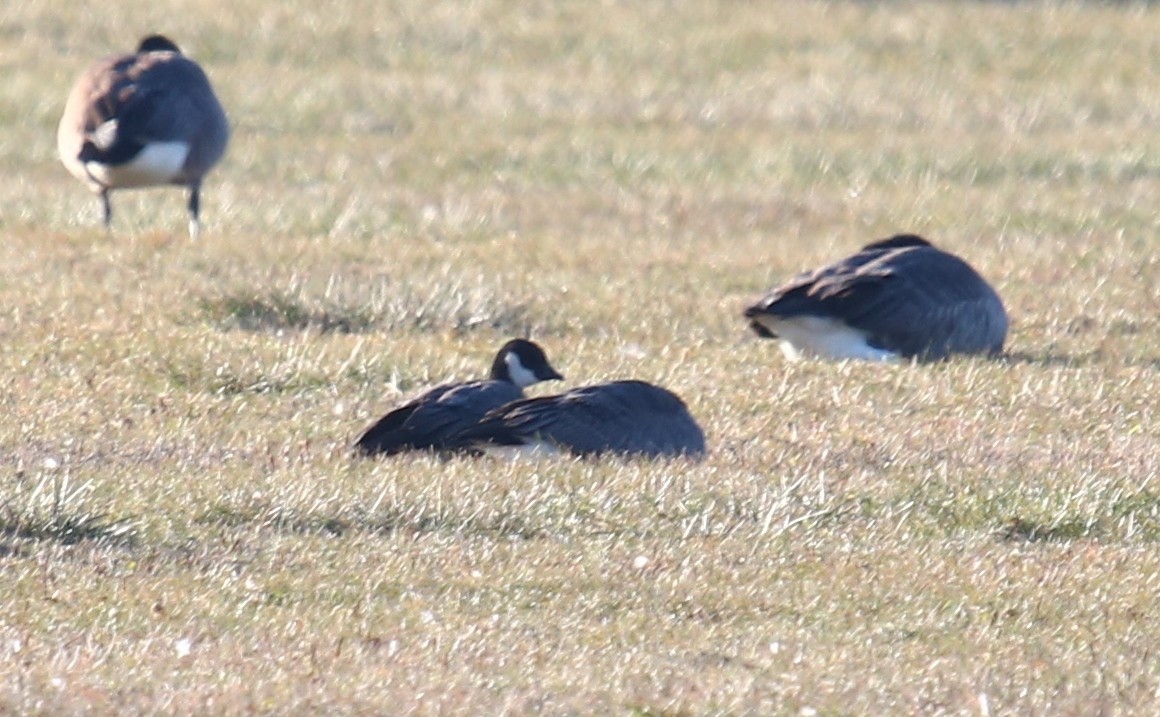 Cackling Goose - ML77537991