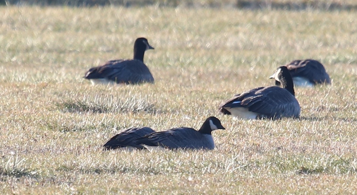 Cackling Goose - ML77538001