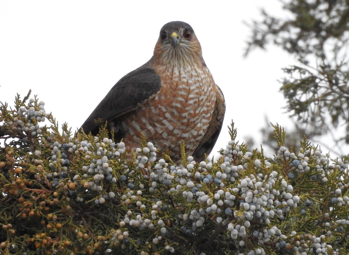 Sharp-shinned Hawk - Shane Sater