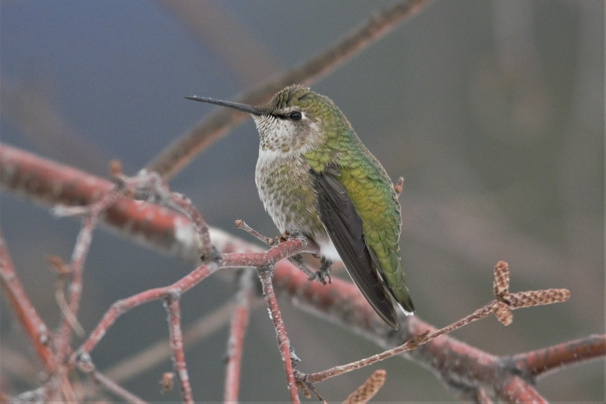 rødmaskekolibri - ML77539351