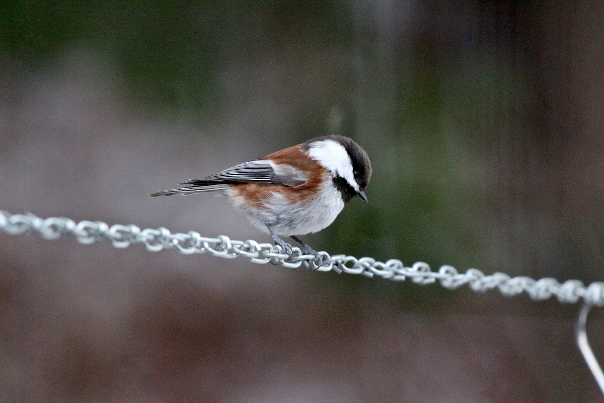 Mésange à dos marron - ML77540251