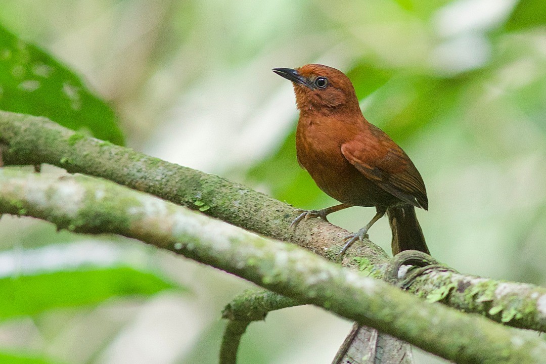 Chestnut-throated Spinetail - Luiz Matos