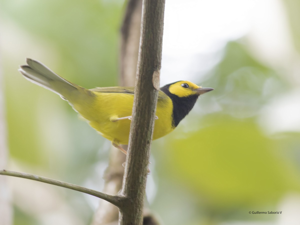 Hooded Warbler - ML77542701