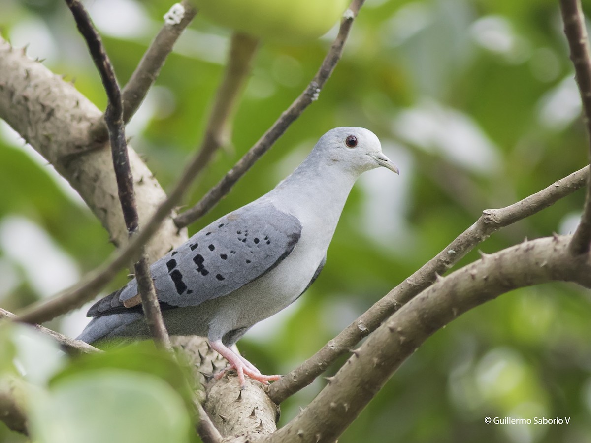 Blue Ground Dove - ML77542721