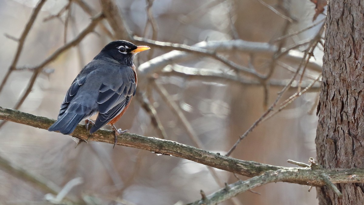 American Robin - ML77543201