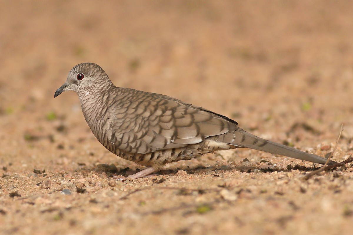 Inca Dove - Graham Montgomery