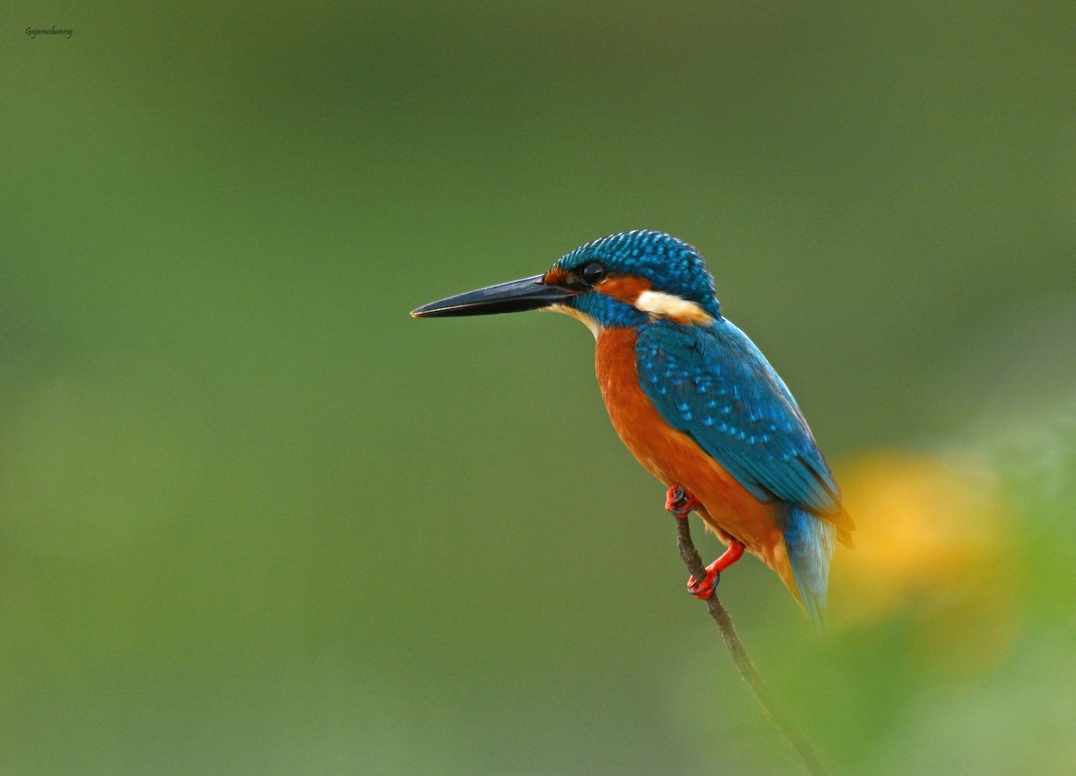 Common Kingfisher - Gaja mohanraj