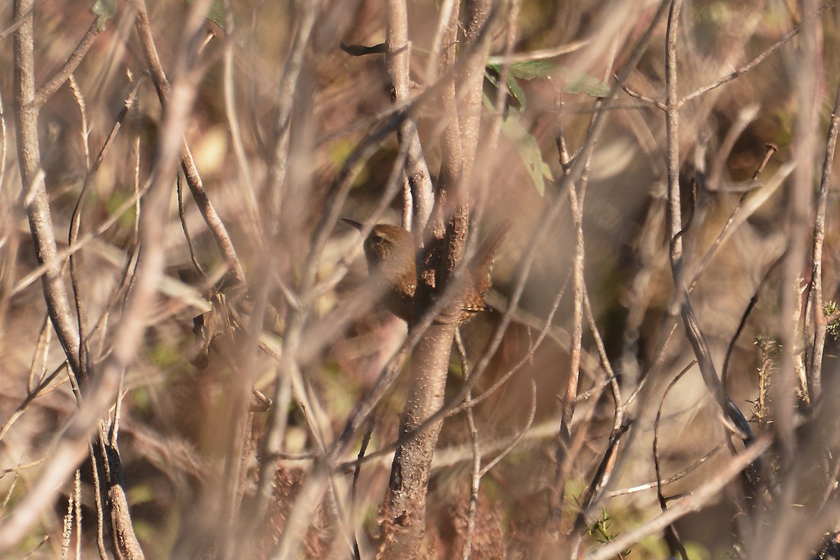 Eurasian Wren - ML77546181