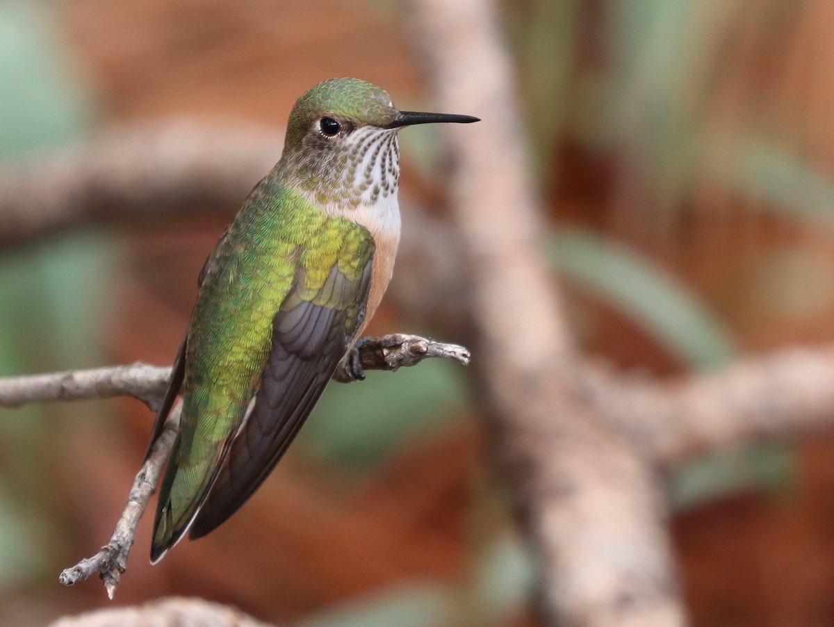 Broad-tailed Hummingbird - Oscar Wilhelmy