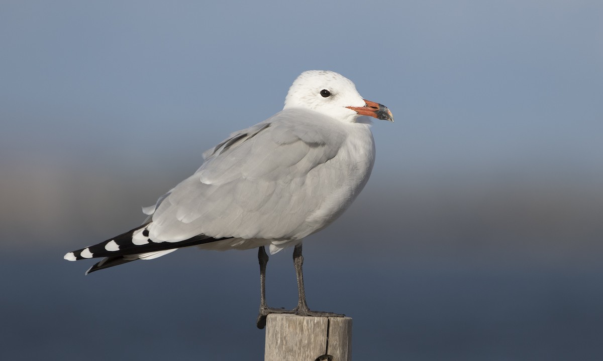 Audouin's Gull - ML77550401