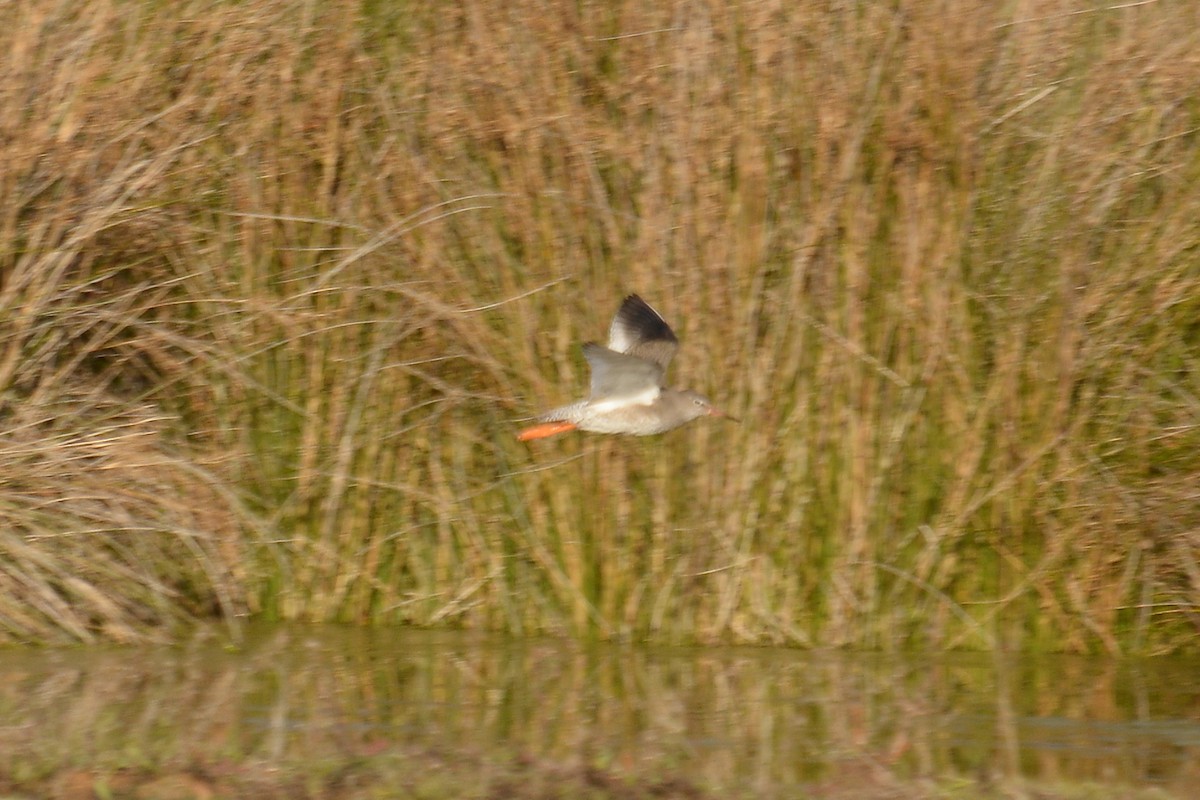 Common Redshank - ML77550631