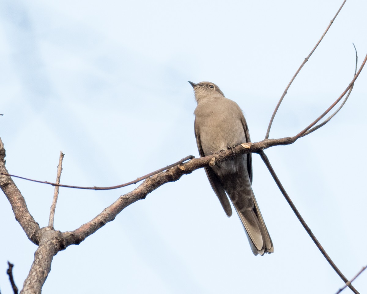 Townsend's Solitaire - ML77550771