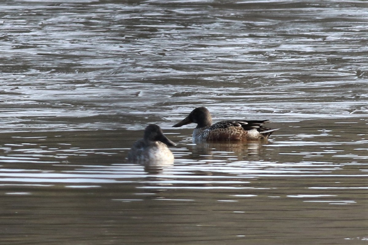 Northern Shoveler - Margaret Viens