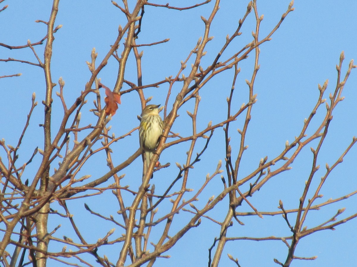 Yellow-rumped Warbler - ML77553641