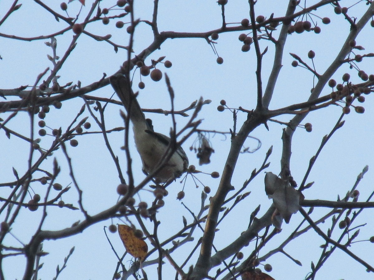 Northern Mockingbird - ML77553741