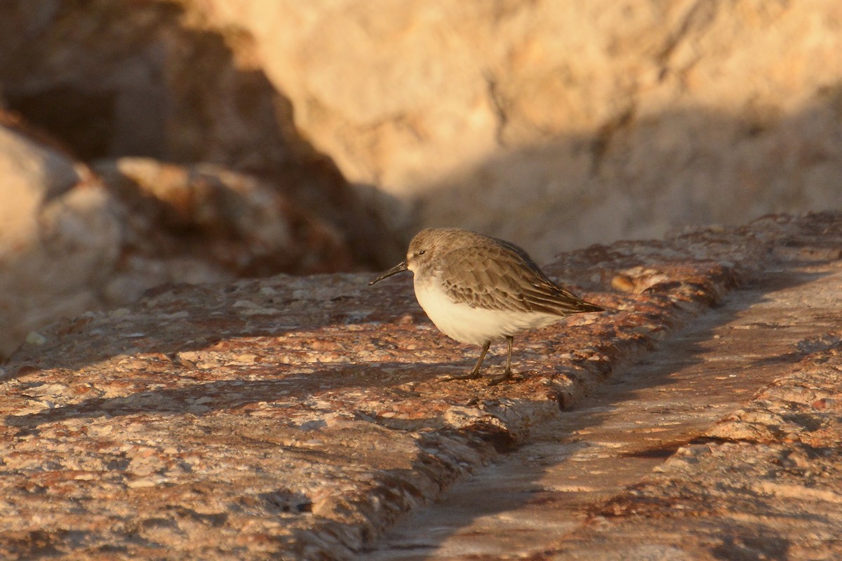 Dunlin - Jorge  Safara