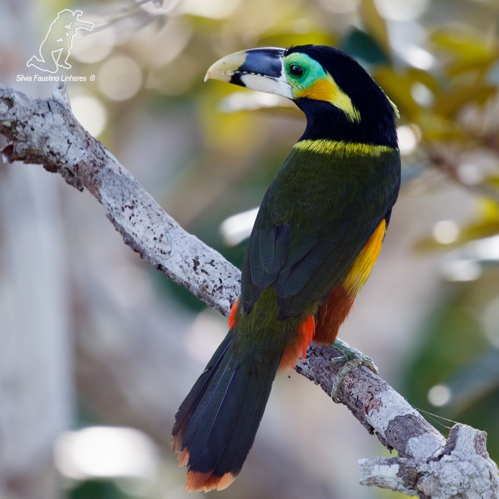 Gould's Toucanet - ML77555011