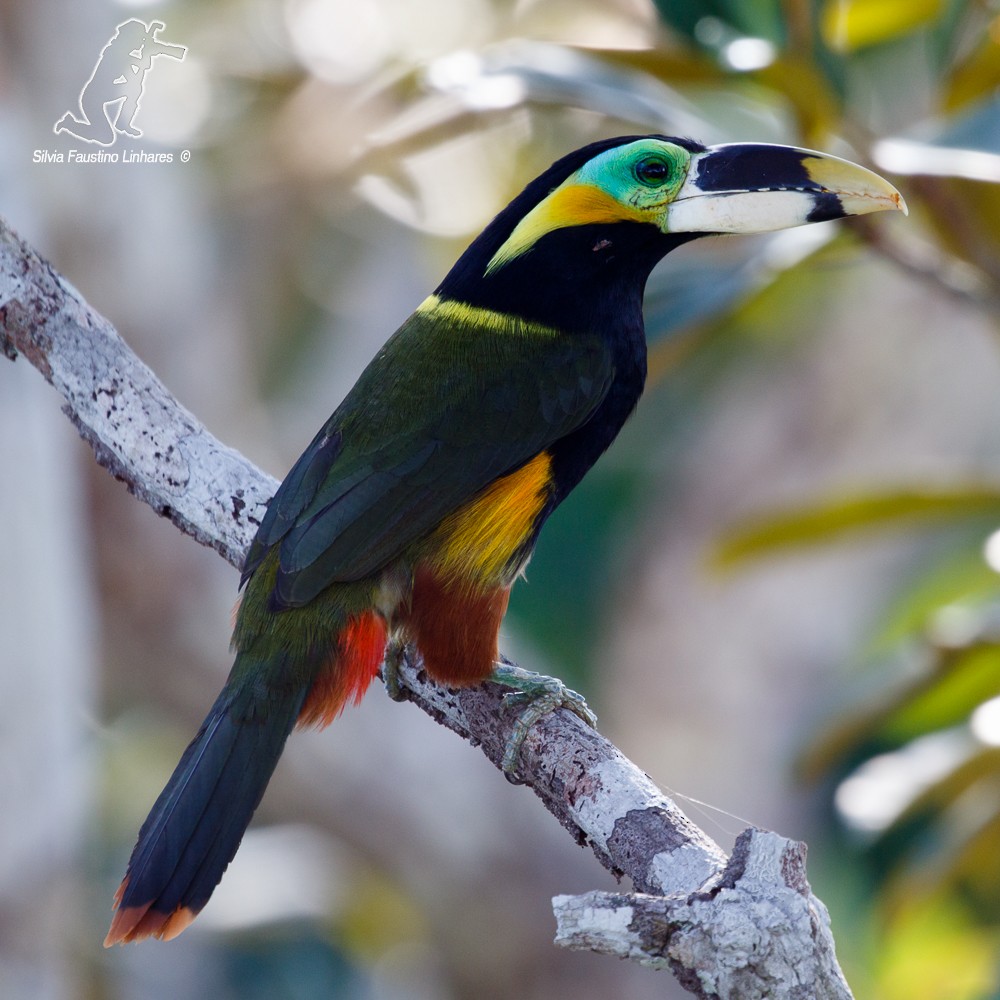 Gould's Toucanet - ML77555021