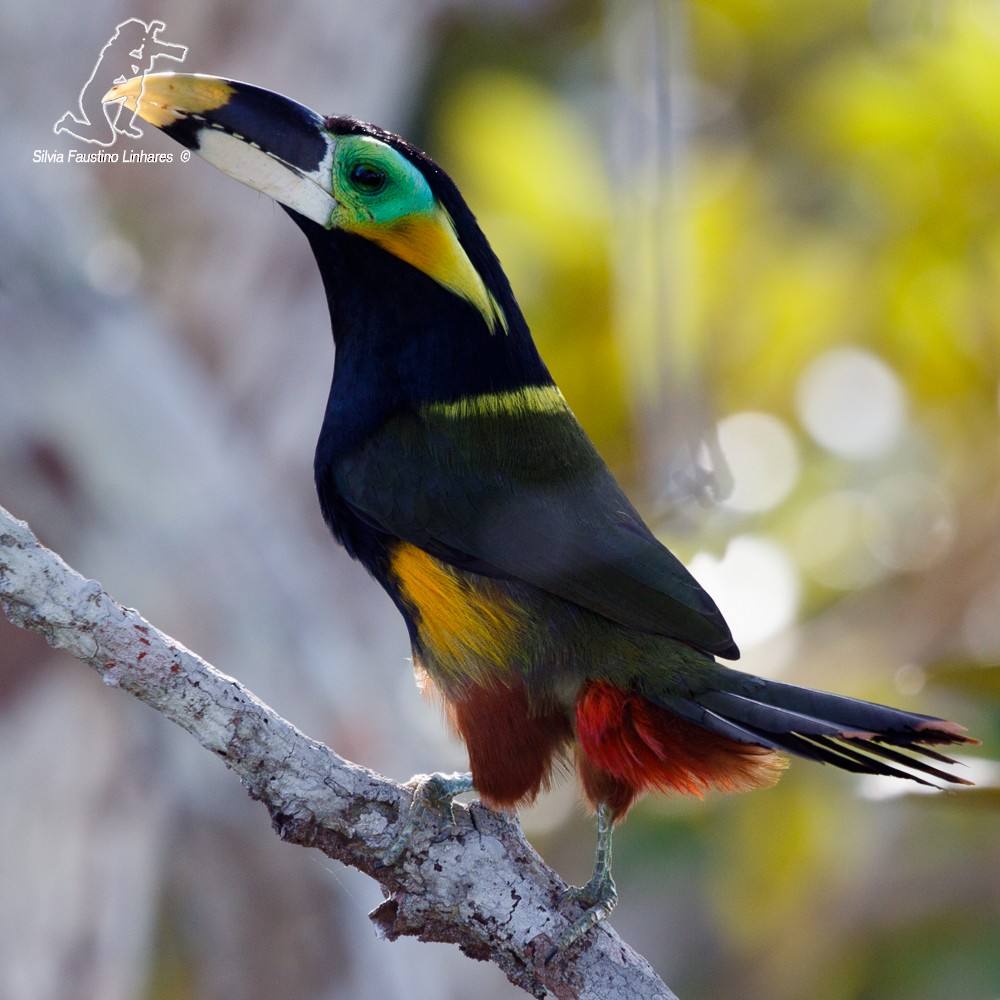 Toucanet de Gould - ML77555031