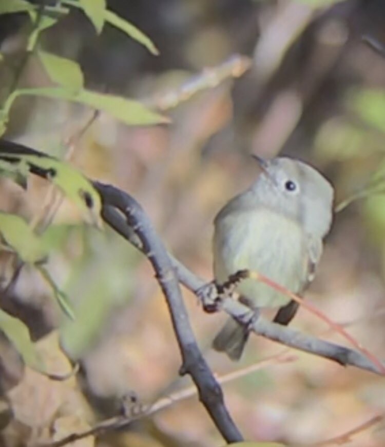 Hammond's Flycatcher - ML77555491