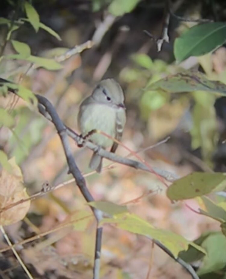 Hammond's Flycatcher - ML77555501