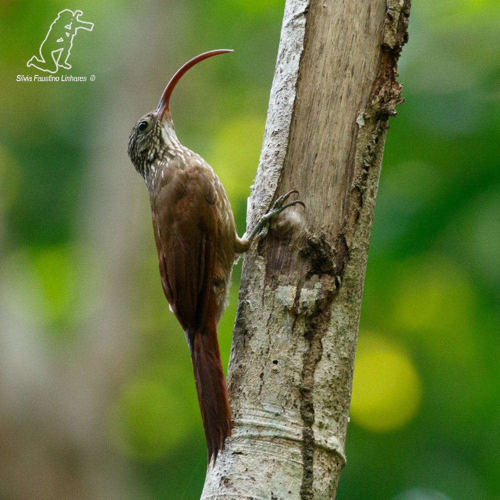 Tapajos Scythebill (Tapajos) - ML77556101