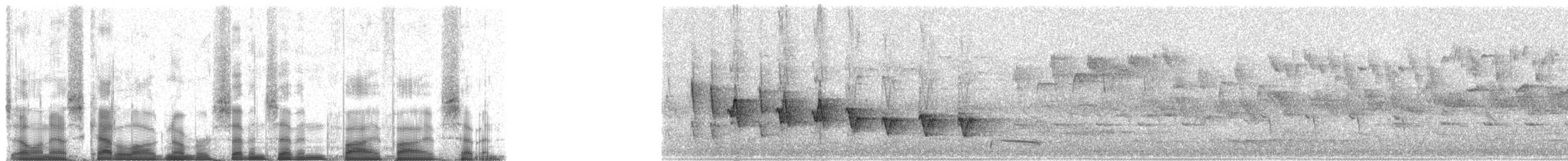 Méliphage à joues d'or - ML77557