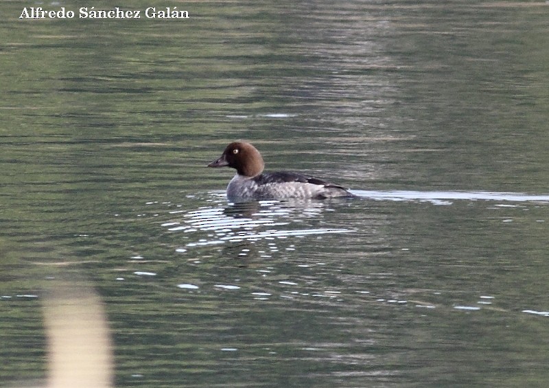 Common Goldeneye - ML77558911