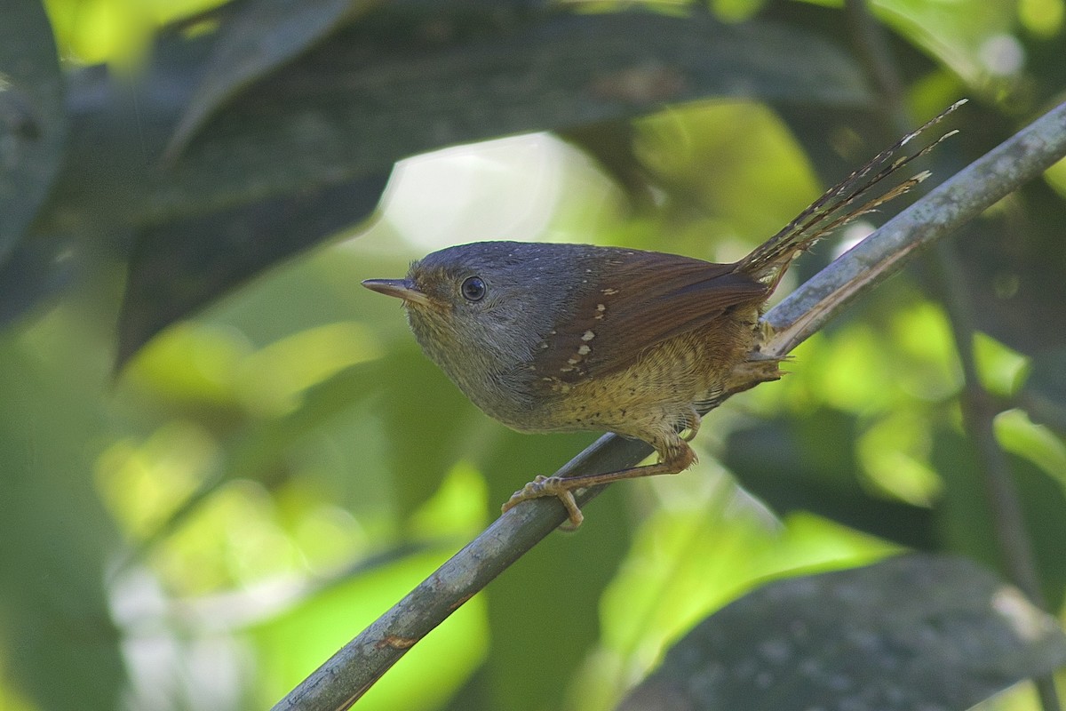 Spotted Bamboowren - Luiz Matos