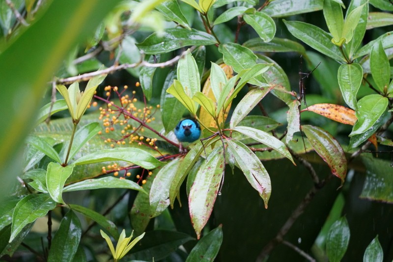 Blue Dacnis - ML77561691